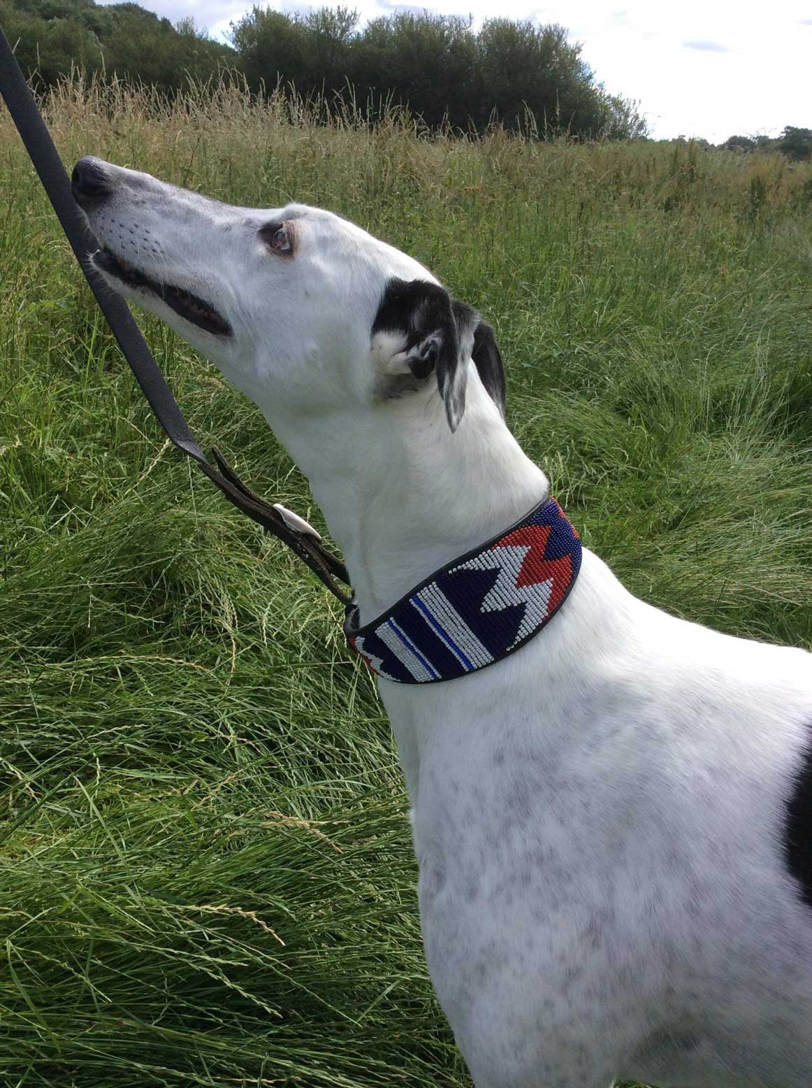 Greyhound Red, White and Blue