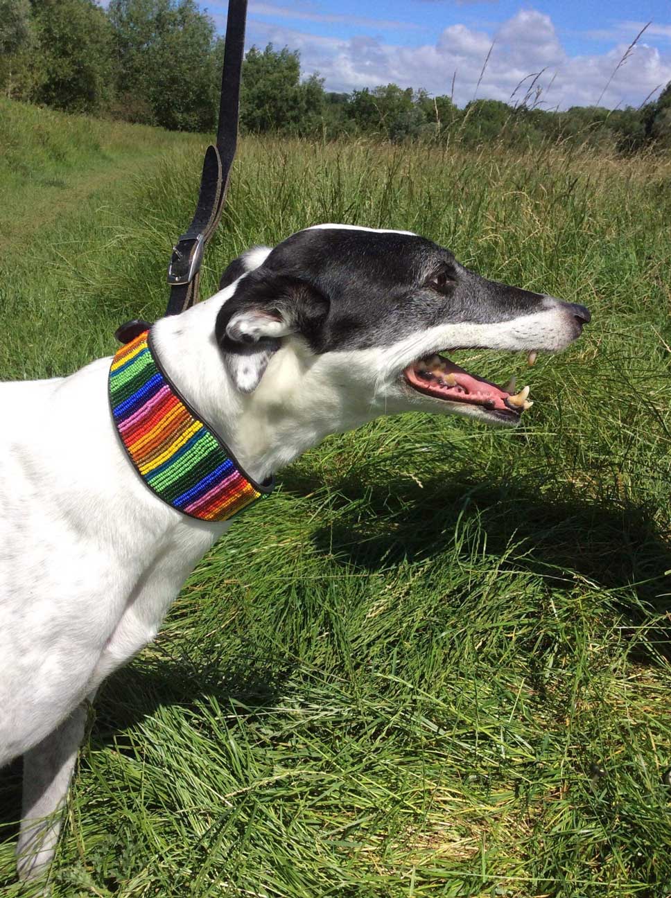 Greyhound Rainbow
